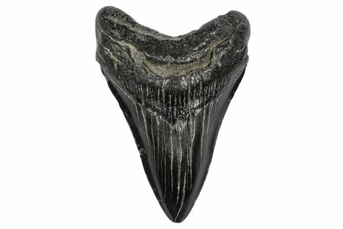 Fossil Megalodon Tooth - South Carolina #341458
